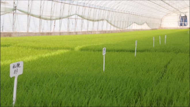 榆阳区成功应用 助力粮食生产再上新台阶凯发k8登录vip水稻钵体育秧技术在