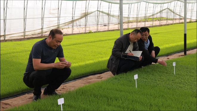榆阳区成功应用 助力粮食生产再上新台阶凯发k8登录vip水稻钵体育秧技术在(图2)